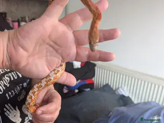 Corn Snake reptiles Cornsnake with vivarium - Advert 5