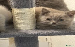 British Shorthair cats for sale: Stunning pure British shorthaired kittens - Image 15