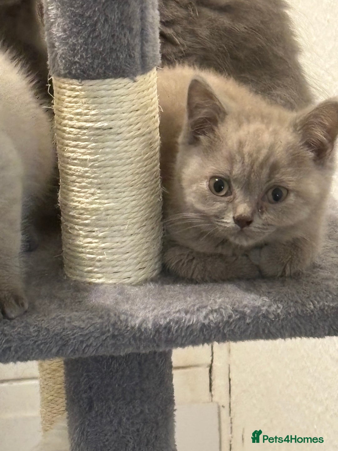 British Shorthair cats for sale: Stunning pure British shorthaired kittens - Image 15