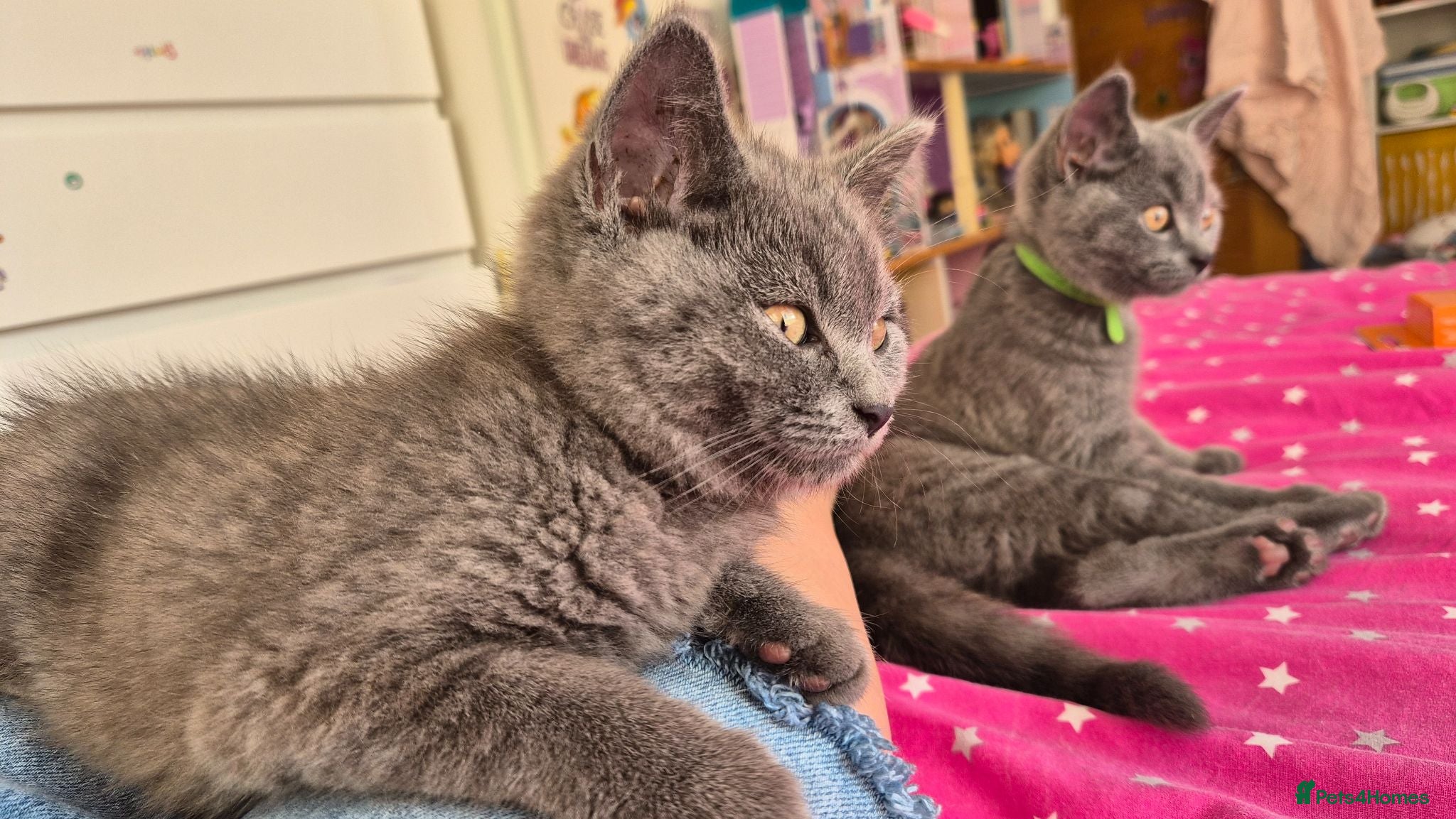 British Shorthair cats Beautiful British Shorthair Cross Kittens - Advert 4