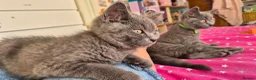 British Shorthair cats for sale:  British Cross Shorthair Kittens - Advert 7