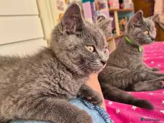 British Shorthair cats Beautiful British Shorthair Cross Kittens - Advert 4