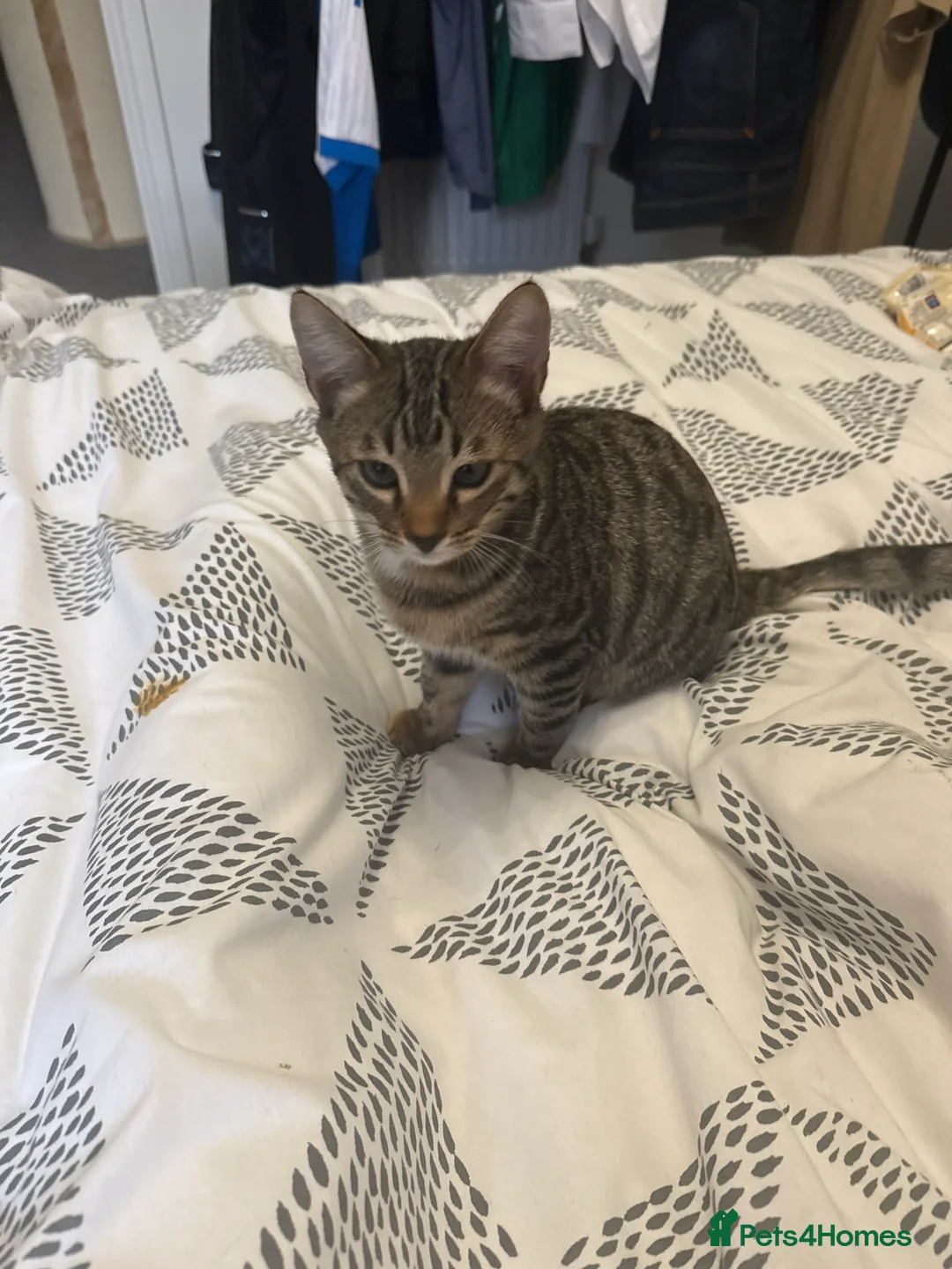 Bengal cats for sale: For sale 2 pure Bengal Male Kittens  - Advert 3