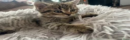British Shorthair cats for sale: Chinchilla/British shorthair male kitten - Advert 14