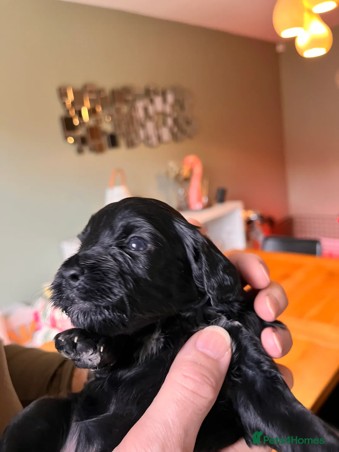 Mixed Breed dogs for sale: Stunning black Australian labradoodle pups - Advert 31
