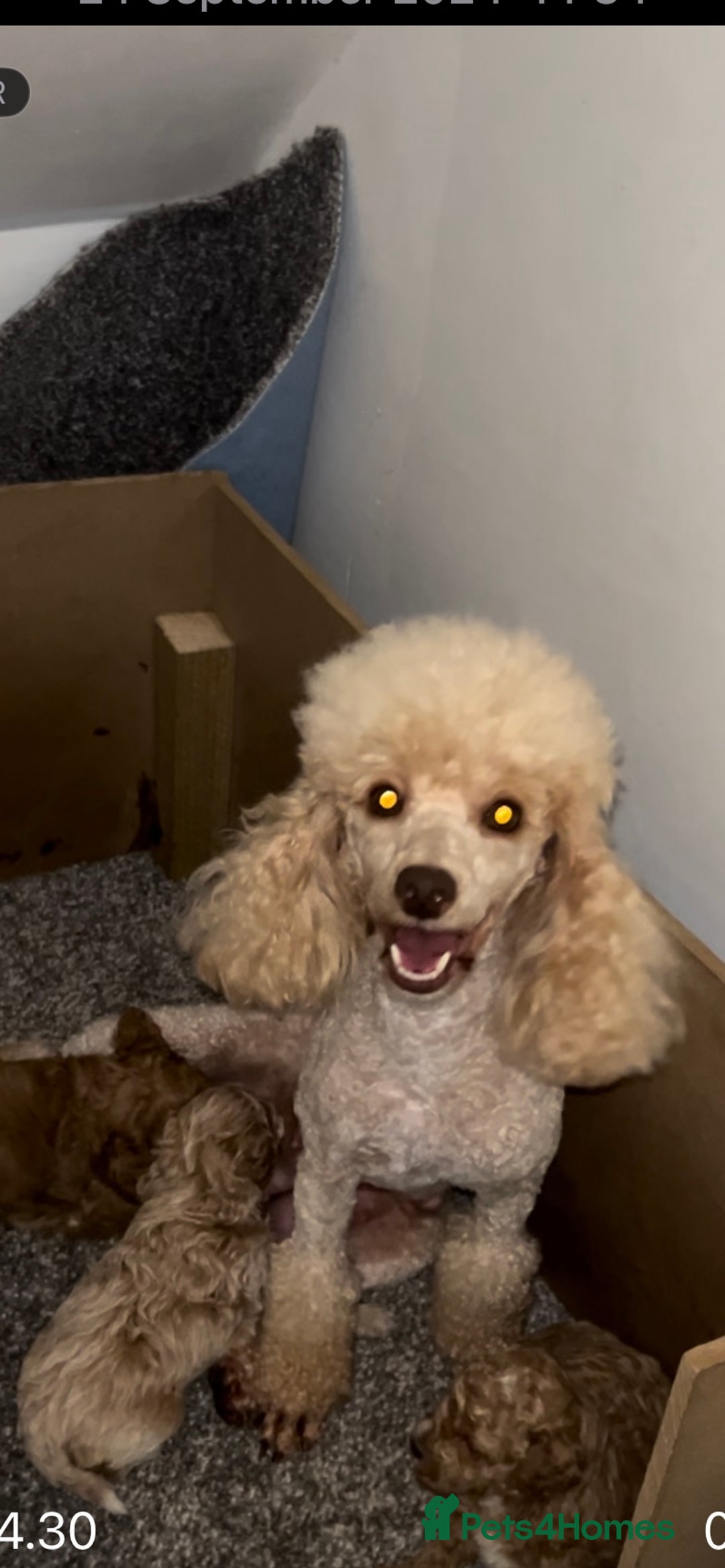 Toy Poodle dogs for sale: Toy poodle - Advert 4