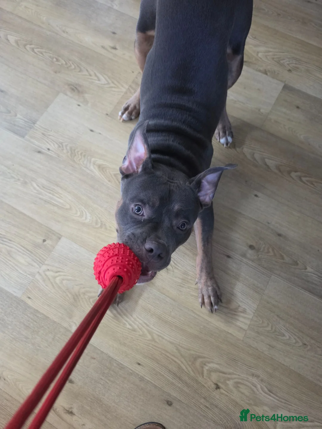 Staffordshire Bull Terrier dogs for sale: 10 month old male Staffy cross - Advert 2
