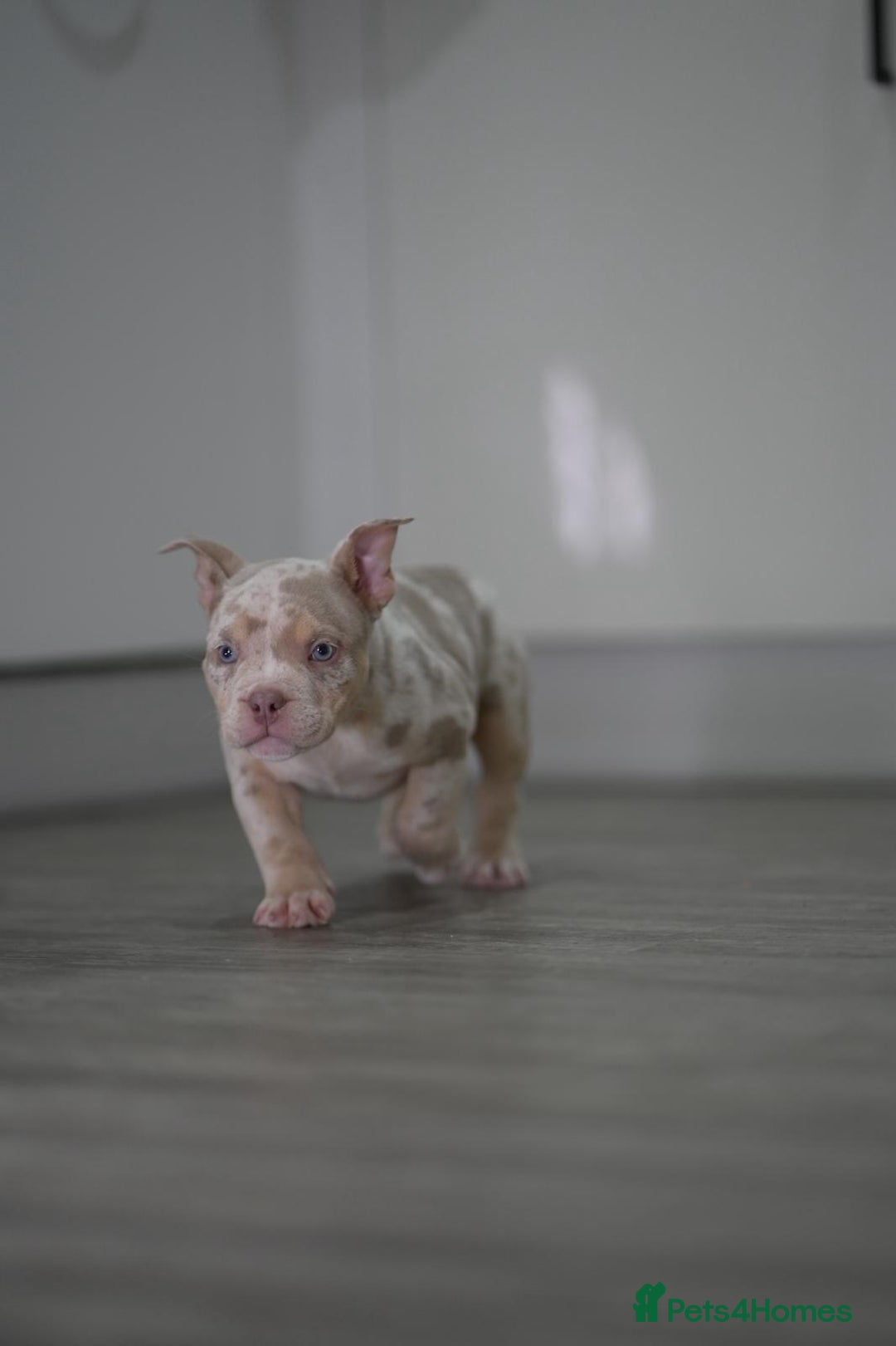 American Bully dogs for sale: Mirco bully- perfect and ready to go.  - Advert 11