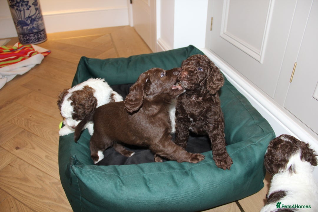 Mixed Breed dogs for sale: Cockapoo - Bernedoodle Pups - Image 10