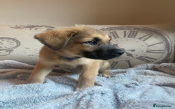Mixed Breed dogs for sale: Cane corso X Alaskan malamute surprise litter  - Image 23