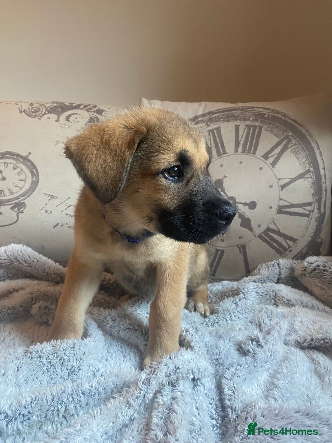 Mixed Breed dogs for sale: Cane corso X Alaskan malamute surprise litter  - Image 23