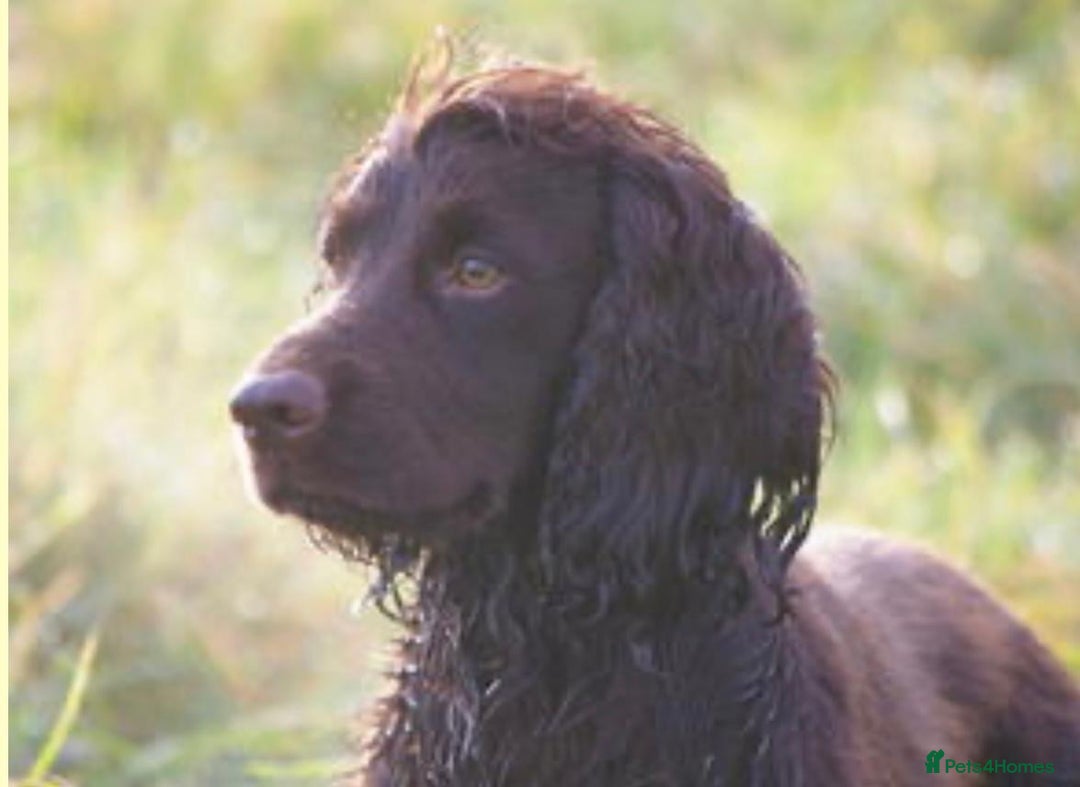 Cocker Spaniel dogs for sale: 4 months old working cocker spaniel - Image 14