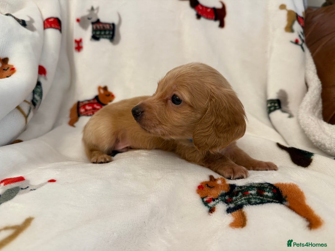 Miniature Dachshund dogs for sale: Beautiful Cream Longcoats Miniature Dachshund  - Advert 13