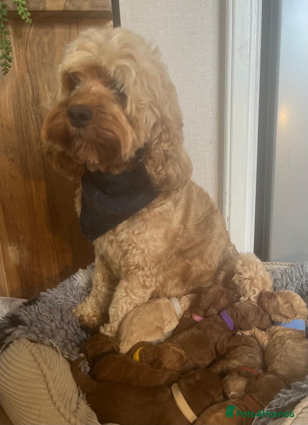Cavapoo dogs for sale: F1b Toy cavapoo puppies extensively health tested - Image 16
