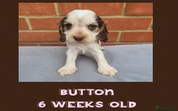 Cocker Spaniel dogs for sale: Beautiful Show Cocker Girl ready NOW  - Image 5