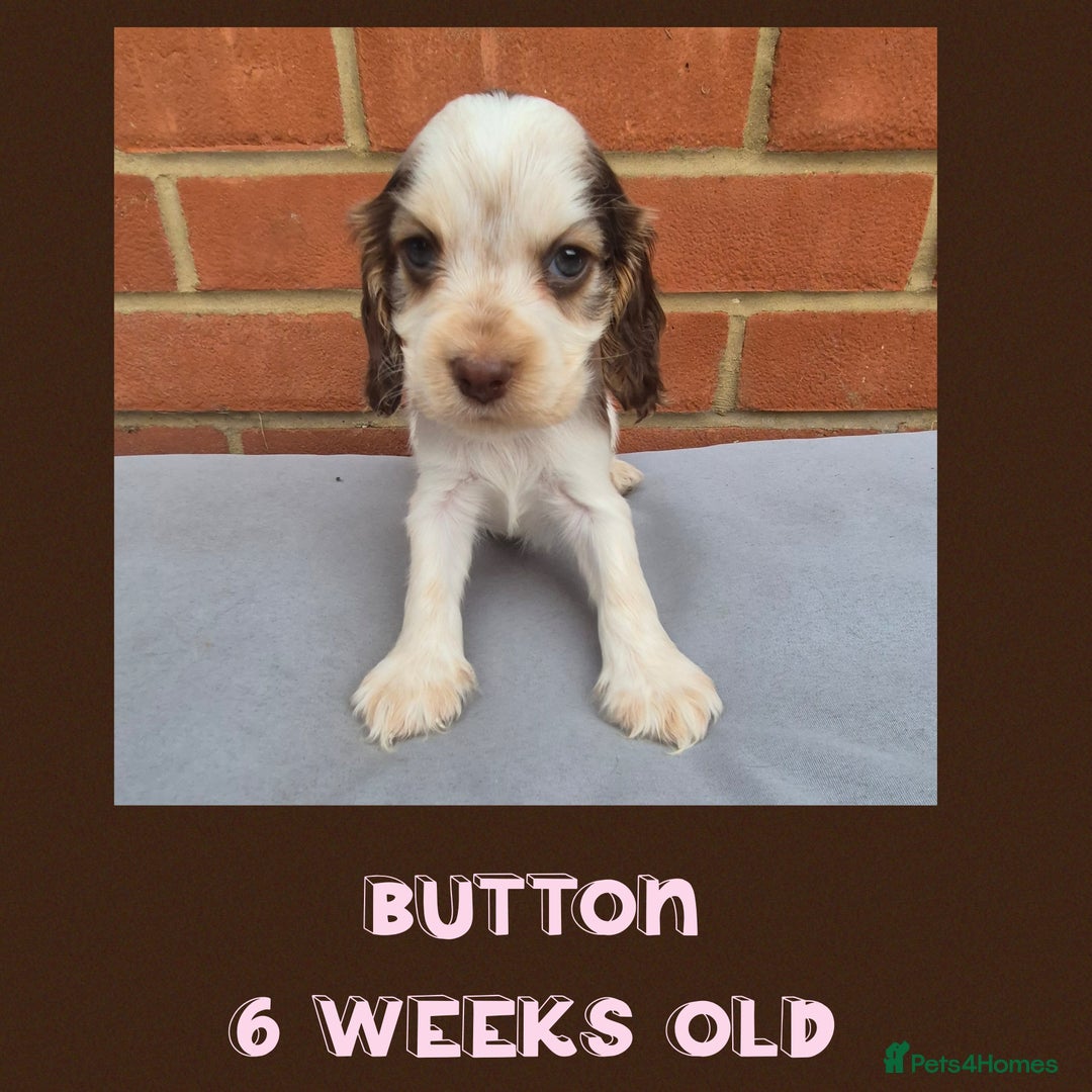 Cocker Spaniel dogs for sale: Beautiful Show Cocker Girl ready NOW  - Image 5