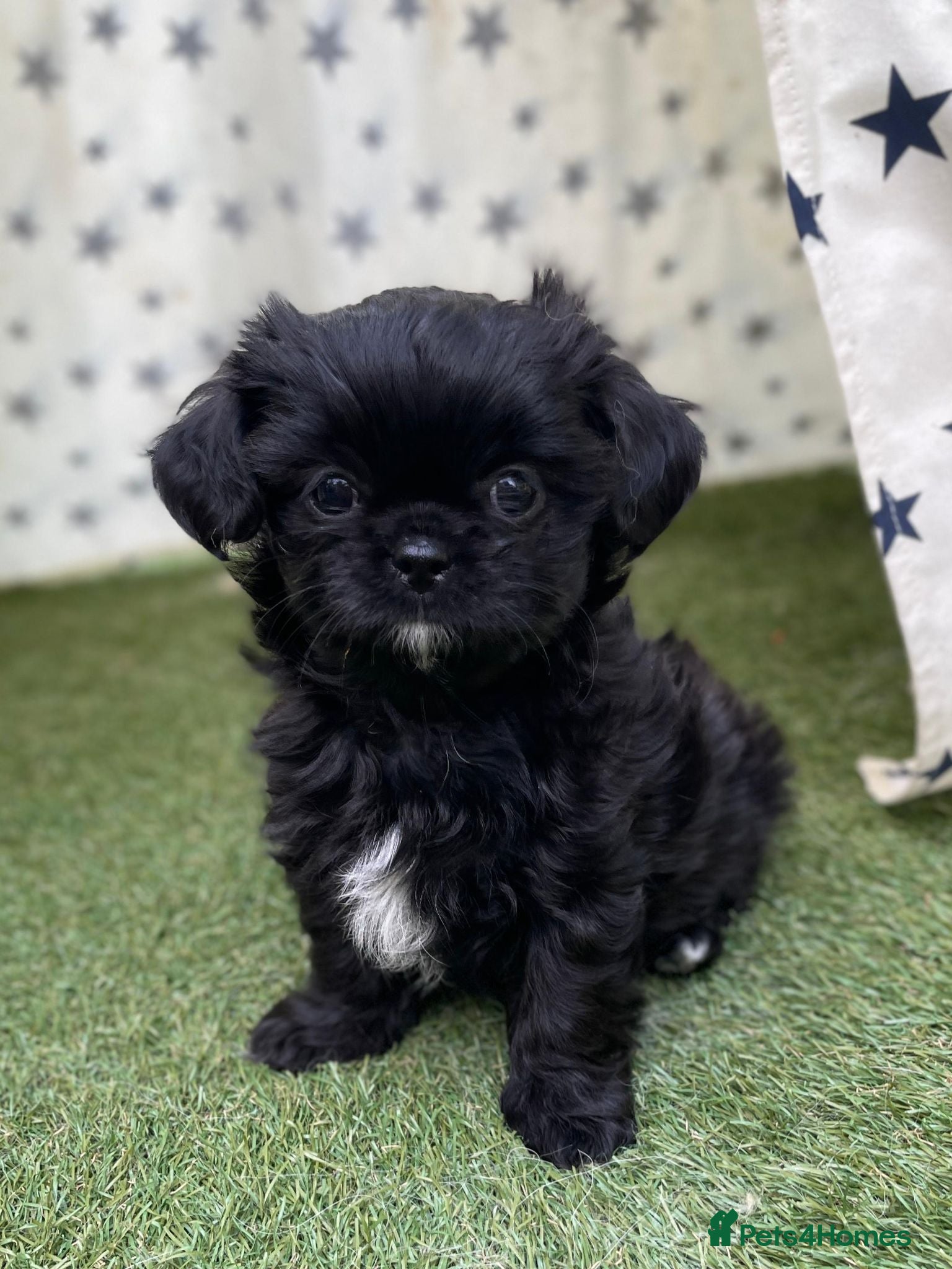 Mixed Breed dogs Lovely litter of beautiful shichis - Advert 2