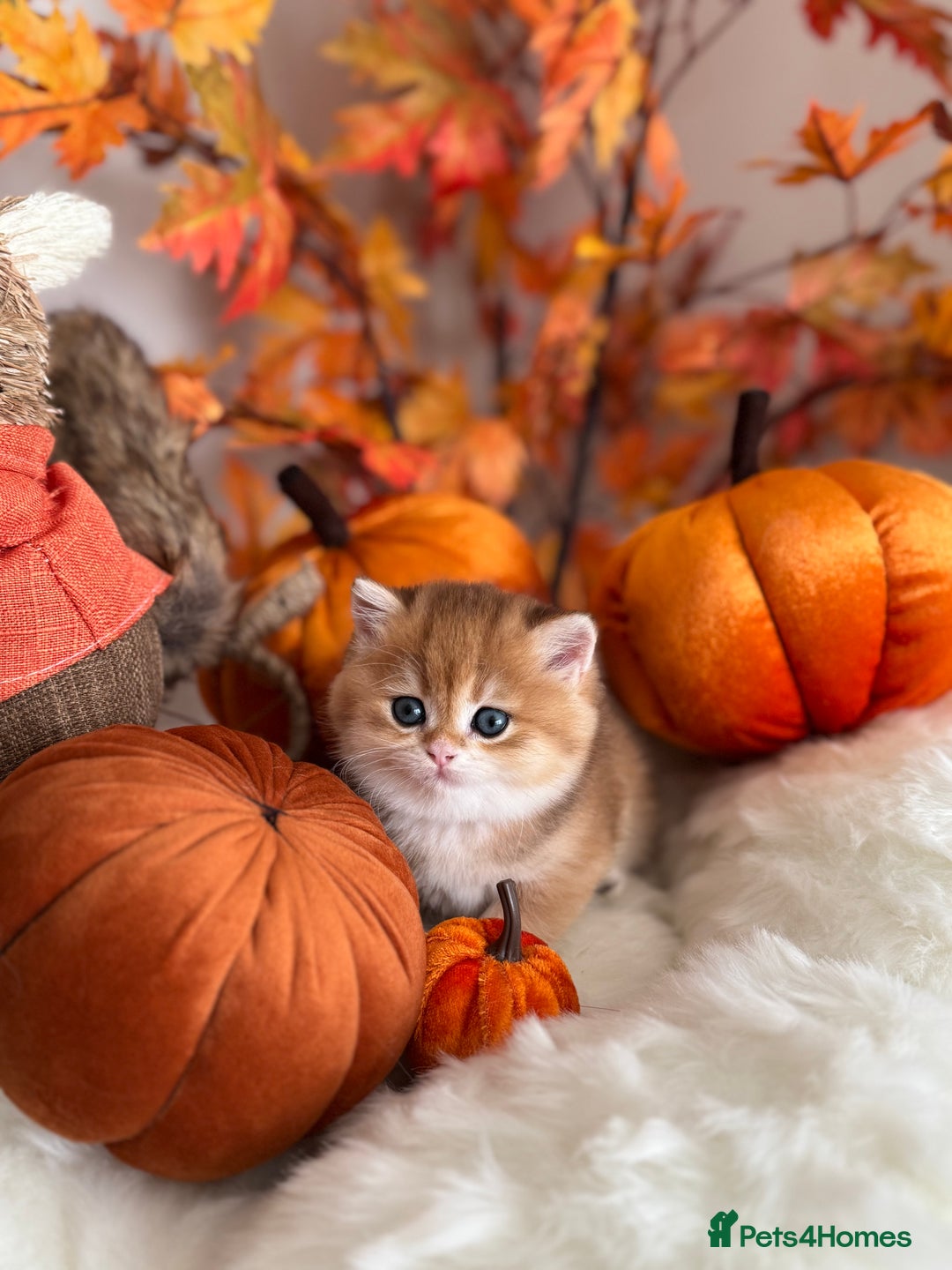 British Shorthair cats for sale: Golden British Shorthair  - Image 27