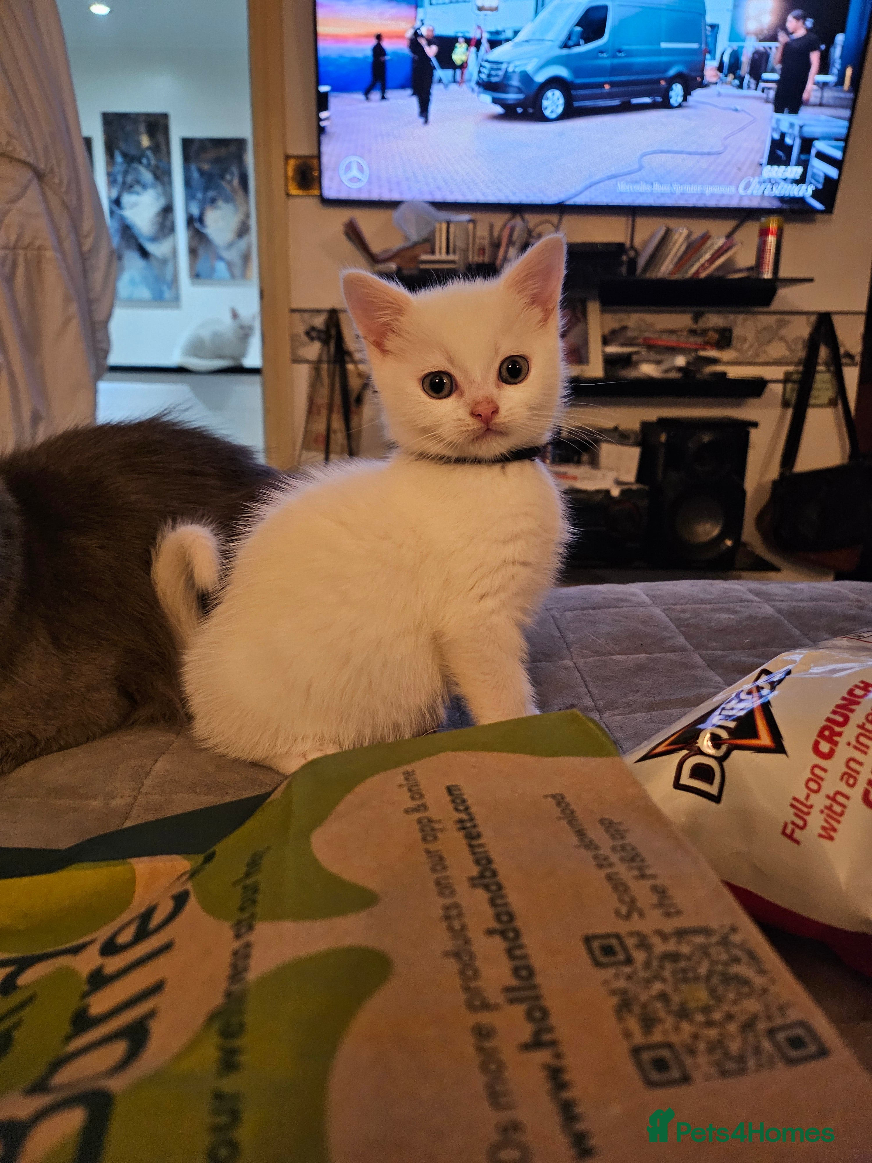 British Longhair cats BLH and BSH - Advert 6