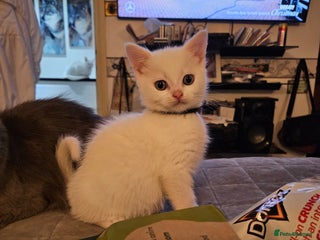 British Longhair cats BLH and BSH - Advert 6