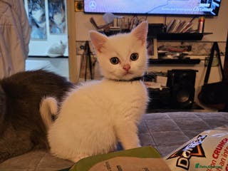 British Longhair cats BLH and BSH - Advert 3