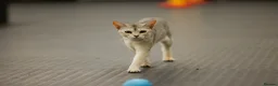 Abyssinian cats for sale: Gorgeous Abyssinian kittens - Advert 9