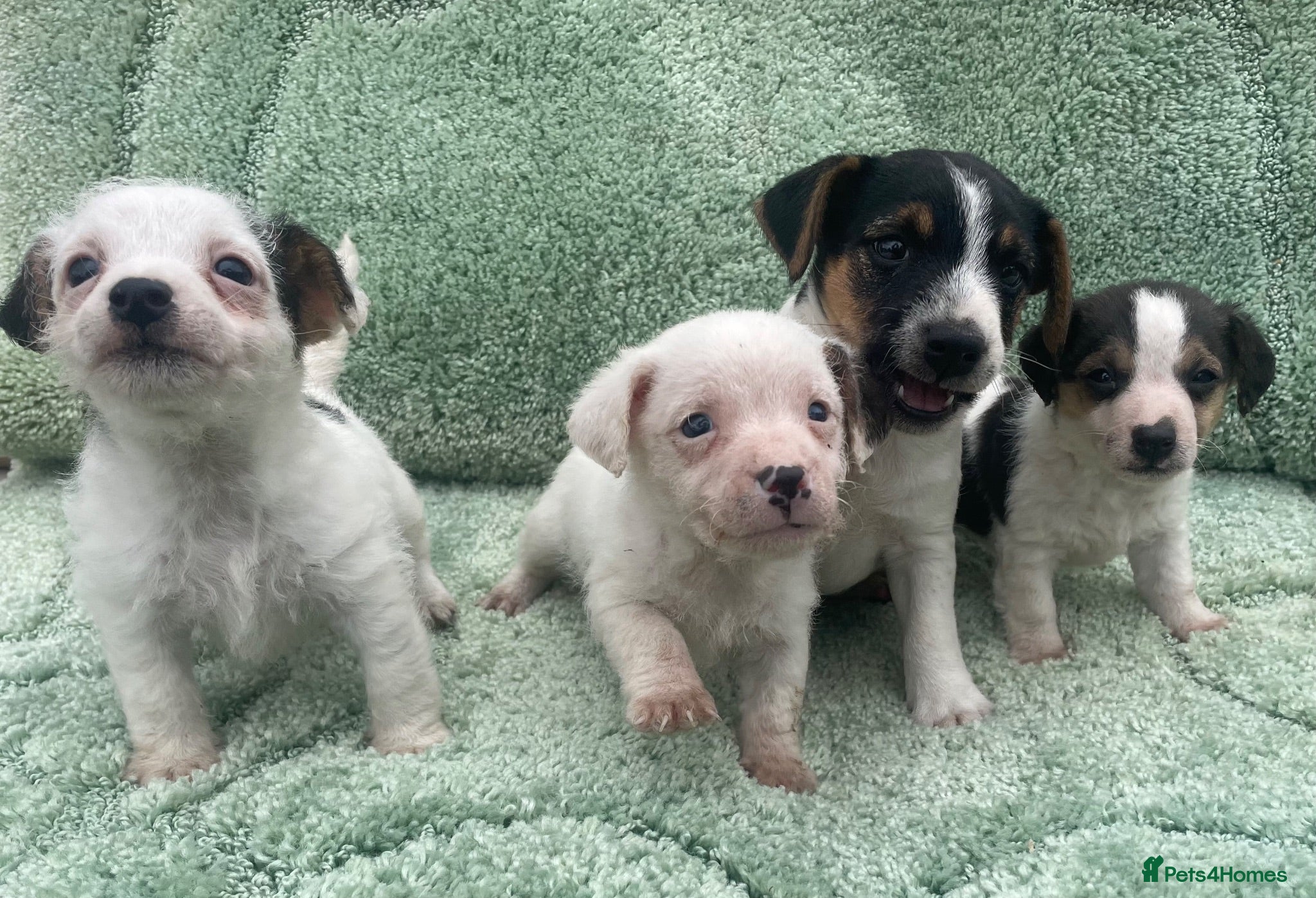 Jack Russell dogs Miniature Jack Russell puppies - Advert 2