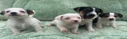 Jack Russell dogs for sale: Miniature Jack Russell puppies - Advert 3