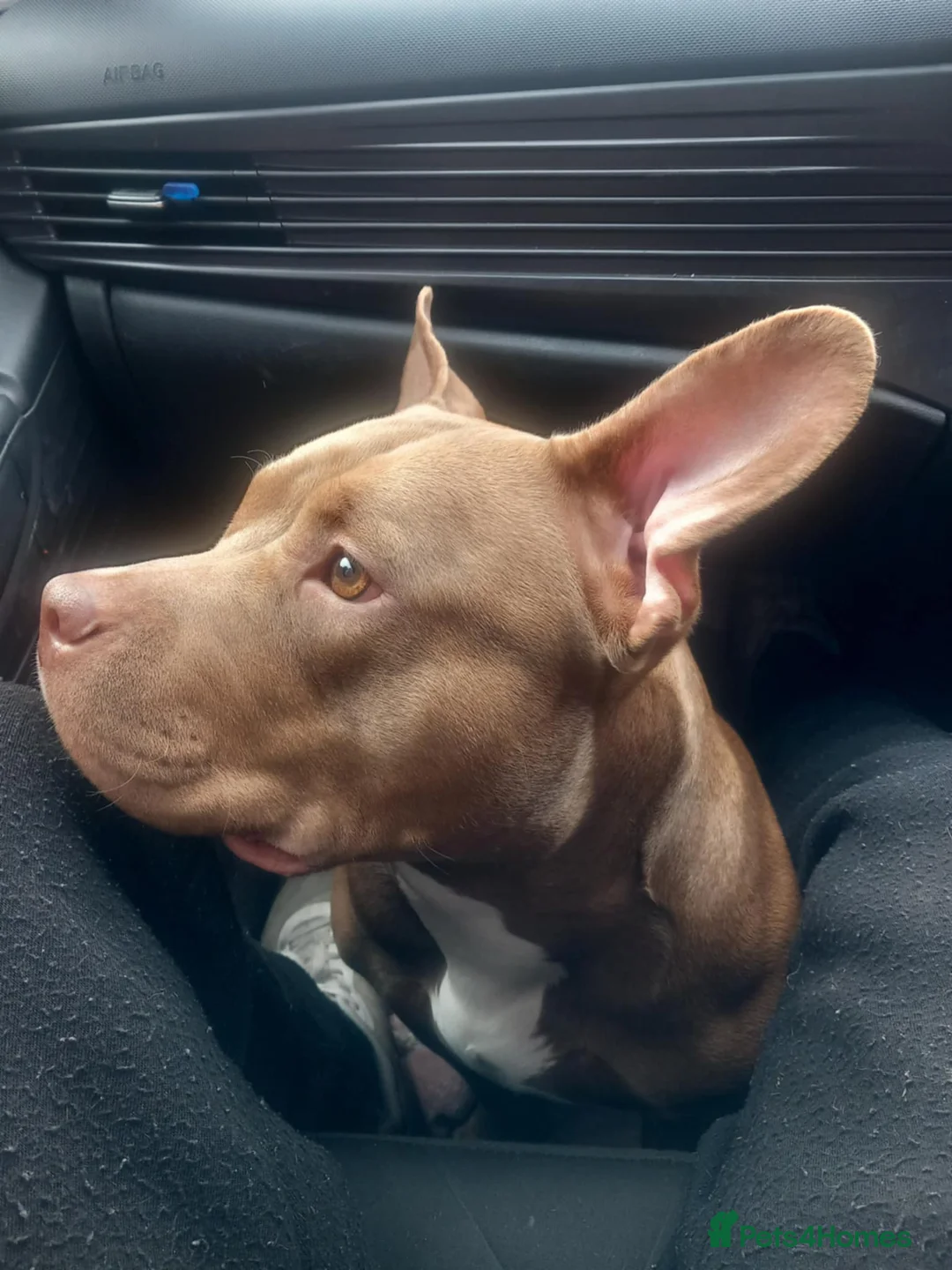 American Bully dogs for sale: Abkc pocket bully bitch  - Advert 3