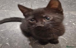 Mixed Breed cats for sale: Kittens - Image 3