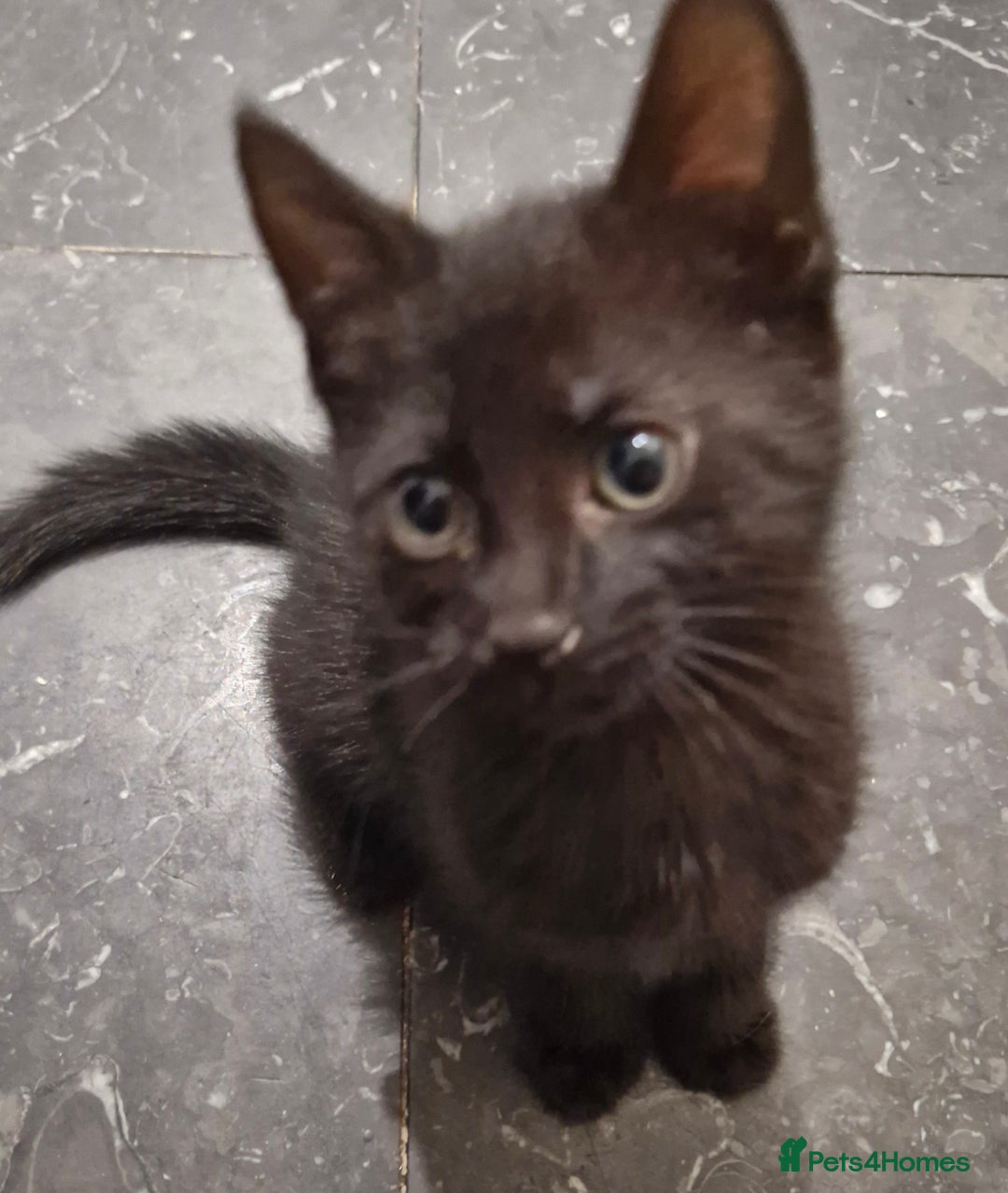 Mixed Breed cats for sale: Kittens - Image 3
