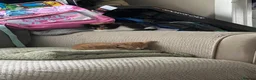 Mixed Breed cats for sale: Kittens ready for forever home  - Advert 6