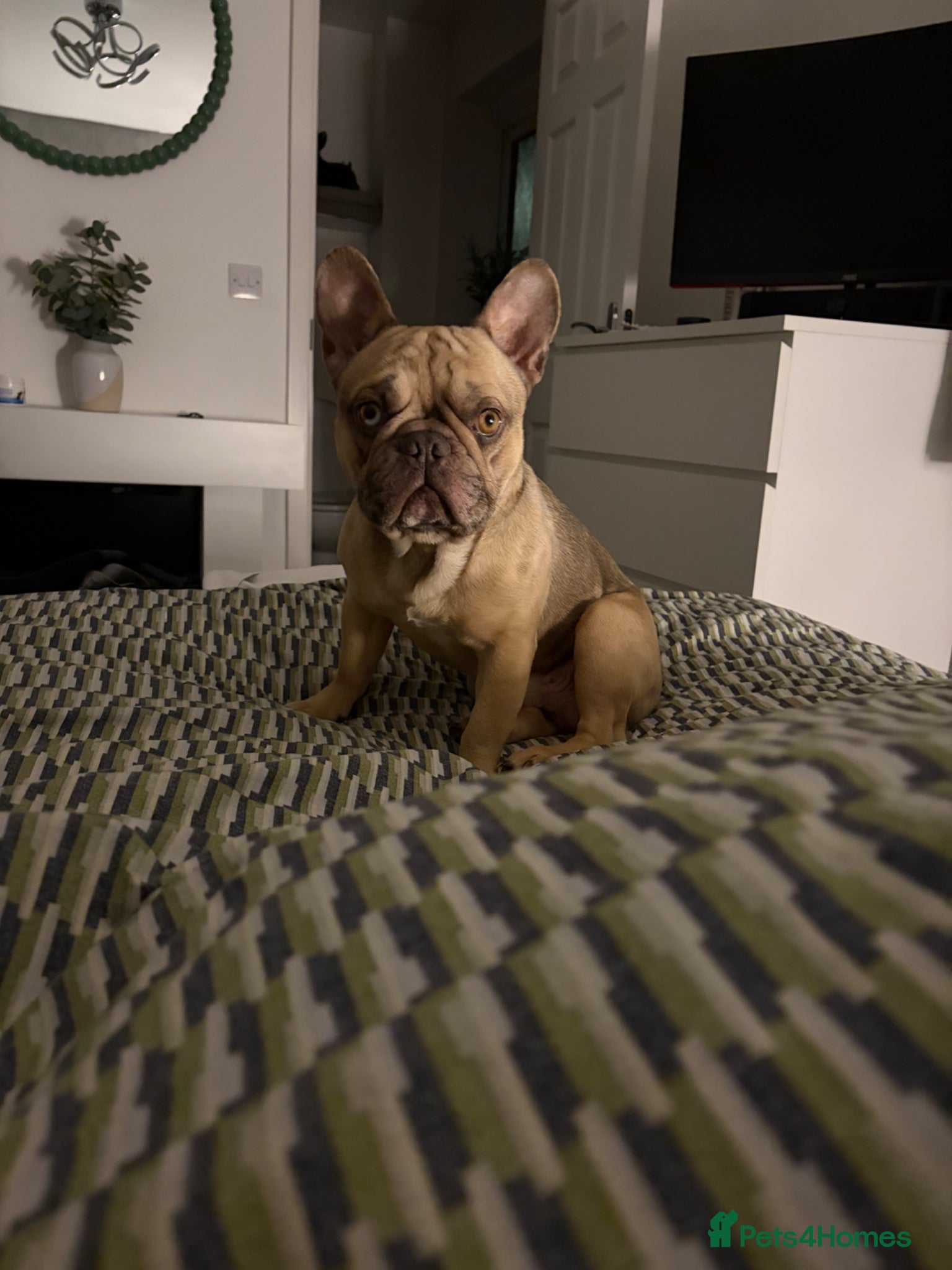 French Bulldog dogs Beautiful Bleu - Advert 2