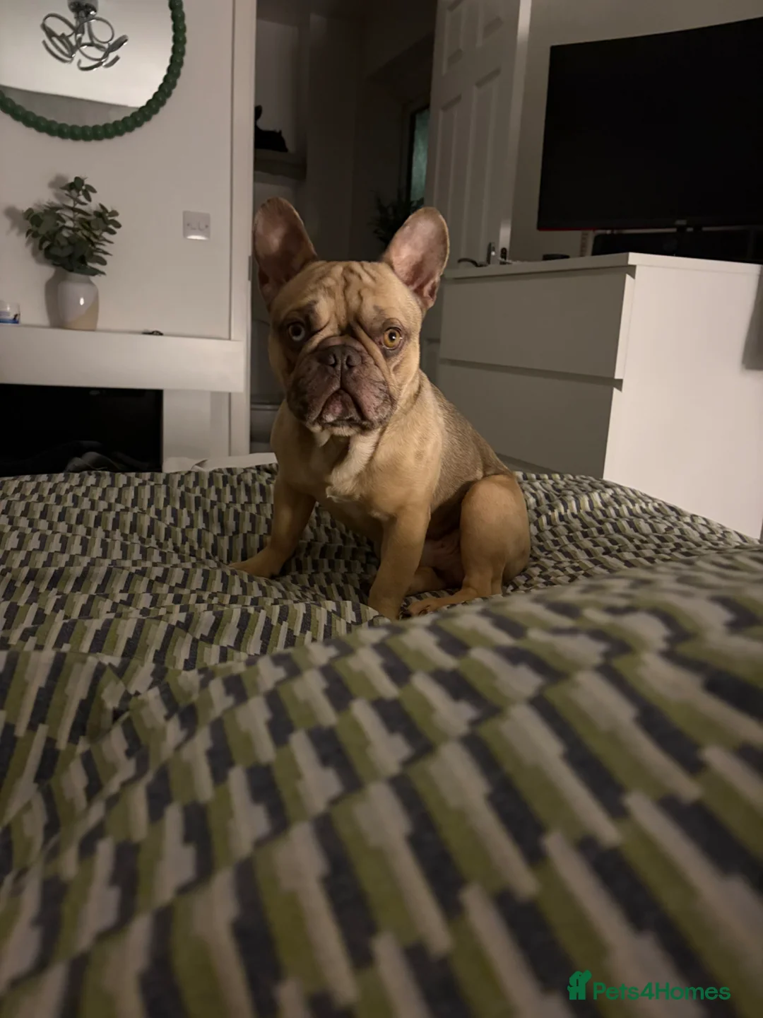 French Bulldog dogs for sale: Beautiful Bleu - Advert 1