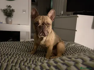 French Bulldog dogs Beautiful Bleu - Advert 2