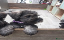 Miniature Schnauzer dogs for sale: Miniture shnauzer puppies - Image 4