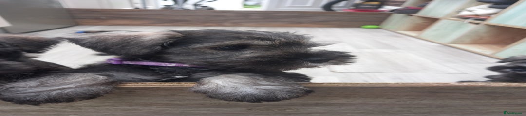 Miniature Schnauzer Puppy 2