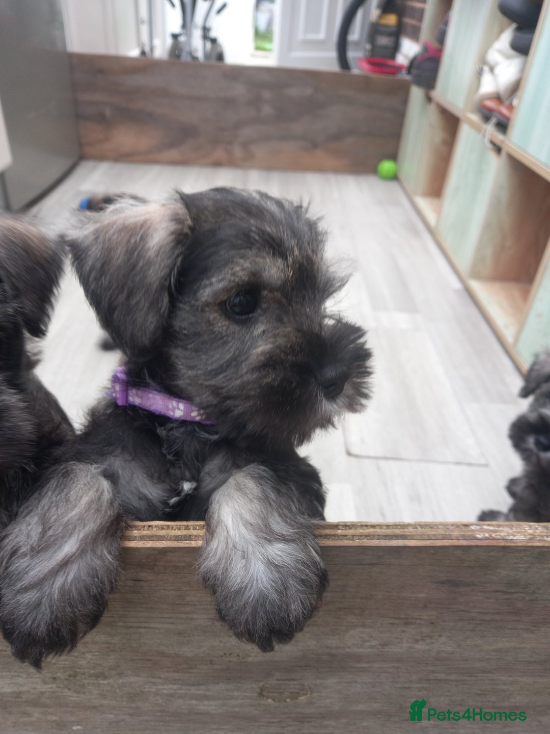 Miniature Schnauzer dogs for sale: Miniture shnauzer puppies - Image 4