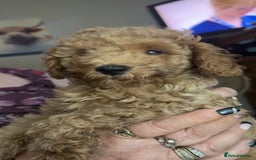 Toy Poodle dogs for sale: Toy poodles for sale READY TO LEAVE NOW  - Image 5