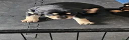Mixed Breed dogs for sale: Gorgeous litter of cockerdor x sprollie pups in Fleetwood - Advert 10