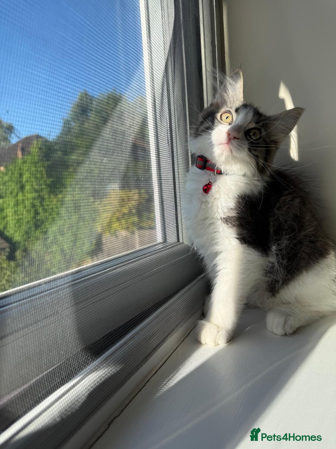 Mixed Breed cats for sale: Adorable Ragdoll and Norwegian Forest Kittens - Image 10