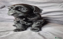 Cockapoo dogs for sale: F1b Cockapoo - ready this weekend - Image 35