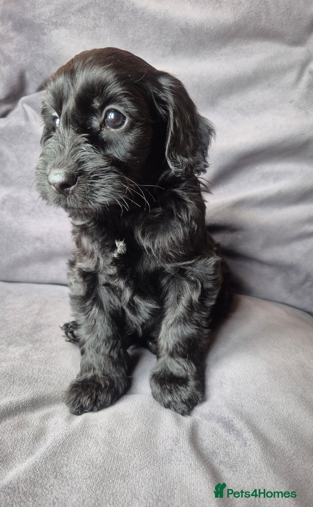 Cockapoo dogs for sale: F1b Cockapoo - ready this weekend - Image 35