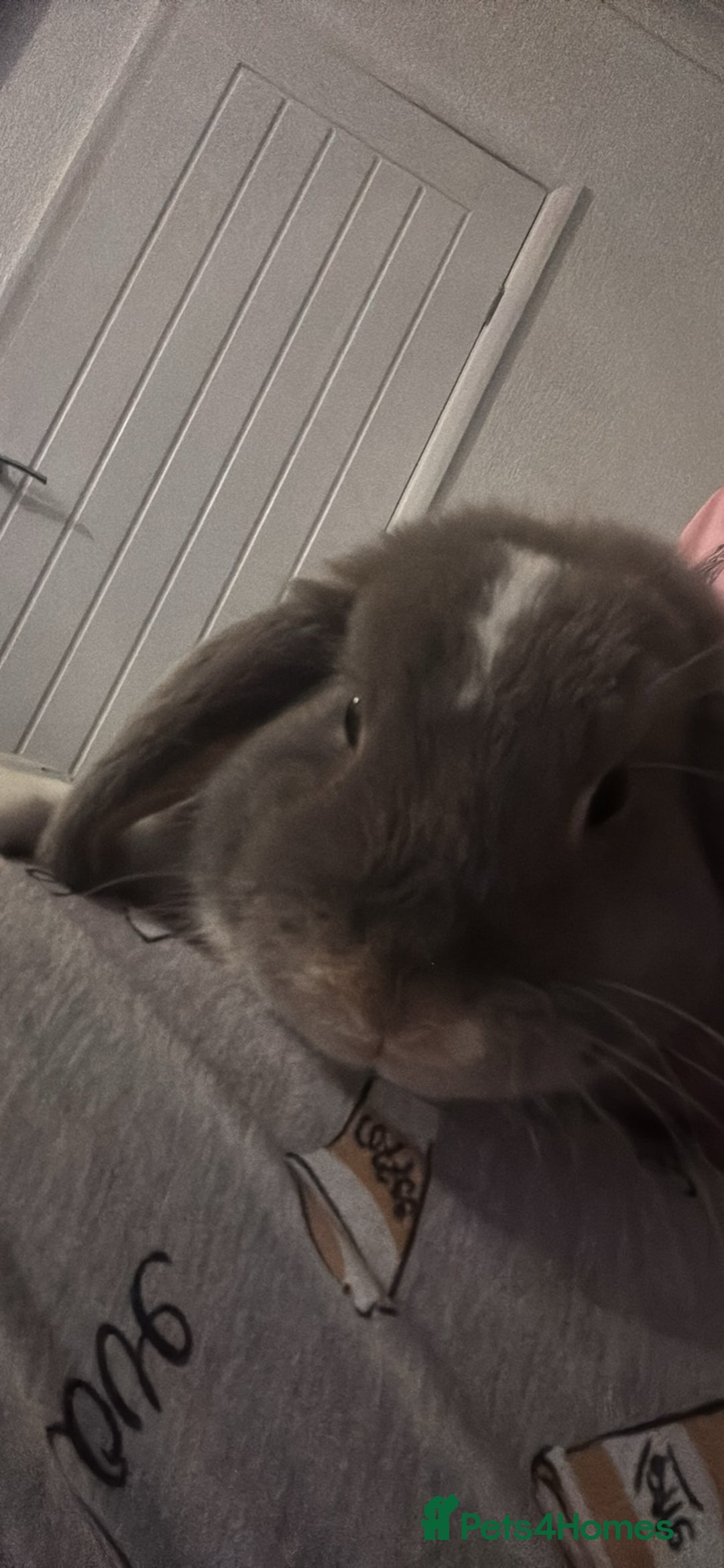 Mini Lop rabbits for sale: 2 rabbit for sale with all they need  - Advert 3