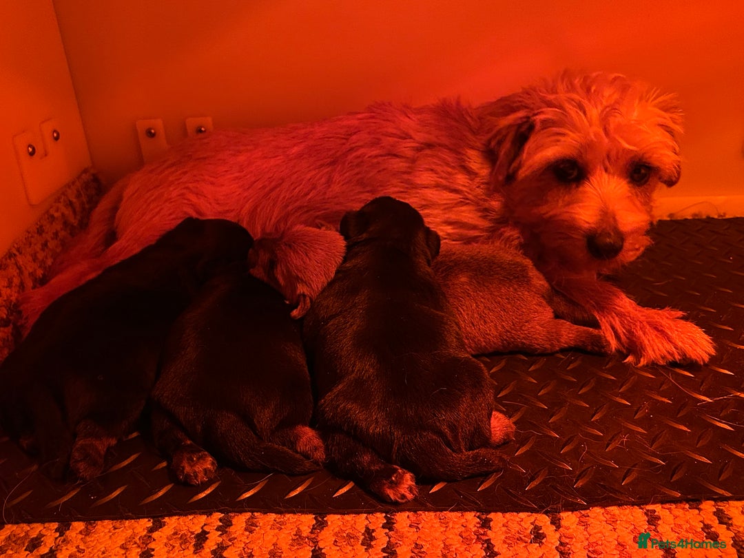 Norfolk Terrier dogs for sale: KC Norfolk terrier puppies  - Advert 2