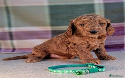 Cockapoo dogs for sale: F1B Cockapoo Puppies Ready for Their Forever Home. - Image 14