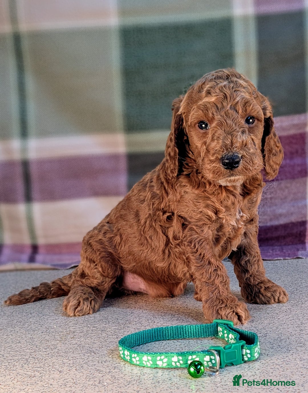 Cockapoo dogs for sale: F1B Cockapoo Puppies Ready for Their Forever Home. - Image 14