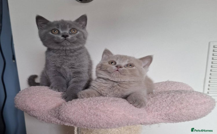 British Shorthair cats in Swadlincote - Advert 5