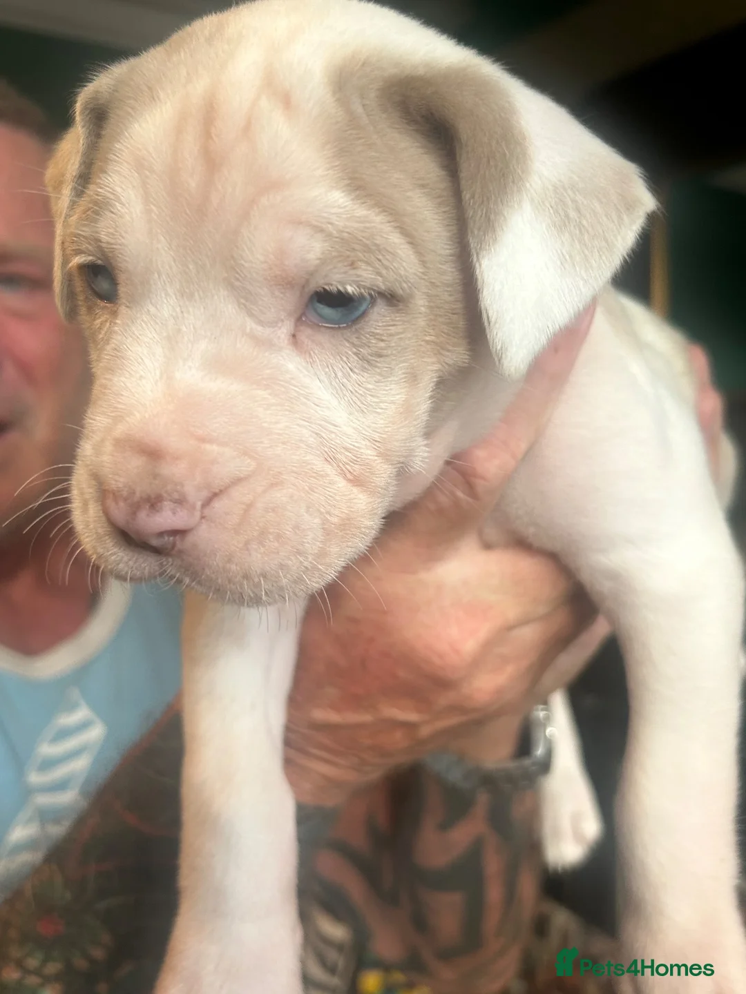Mixed Breed dogs for sale: Cane corso X Neo puppies 4 boys 4 girls  in Nottingham - Advert 24