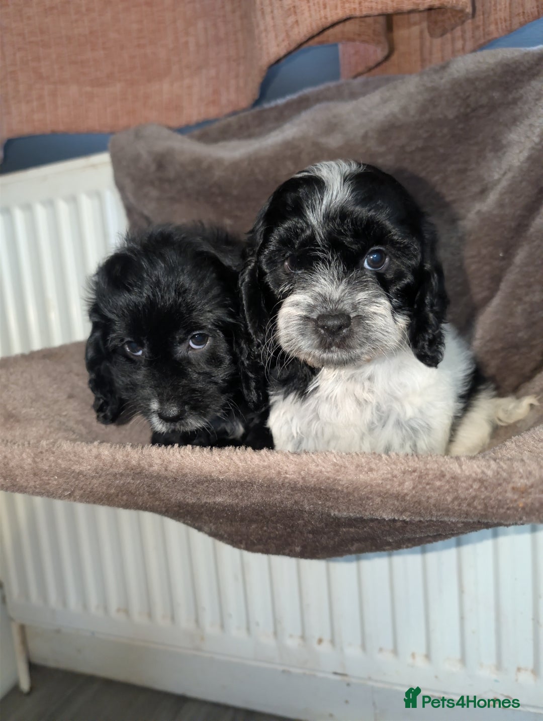 Cockapoo dogs for sale: F1 cockapoos  - Image 3